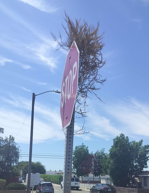 A stop sign with brown grass sticking out the top of its pole, looking like a mohawk